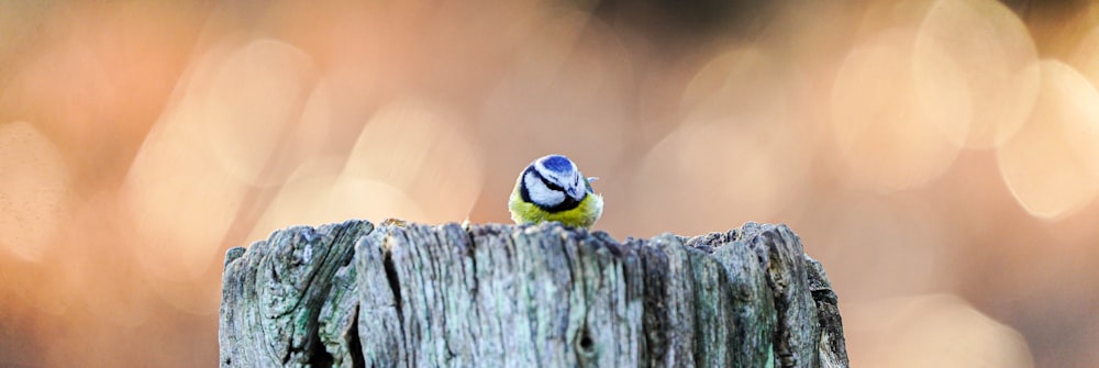 Ein kleiner Vogel sitzt auf einem Holzpfosten