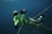 A diver in full gear holds a large, colorful fish underwater. The fish is a vibrant green and yellow with distinct patterns. The diver wears a wetsuit and snorkel, surrounded by a dark blue ocean backdrop.