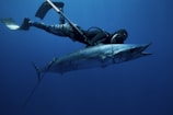 A diver in a wetsuit and fins is underwater, holding a large fish that appears to be a barracuda. The scene is set in deep blue ocean water, giving it a serene and adventurous atmosphere.