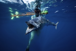A diver underwater holding a large speared fish. The diver is wearing a wetsuit, mask, and snorkel. The water is clear and deep blue, and there is a fishing spear visible. Some light is reflecting off the water surface.