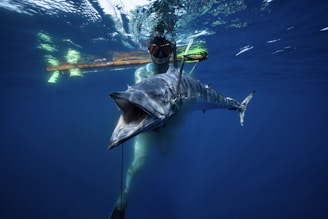 A diver underwater holding a large speared fish. The diver is wearing a wetsuit, mask, and snorkel. The water is clear and deep blue, and there is a fishing spear visible. Some light is reflecting off the water surface.
