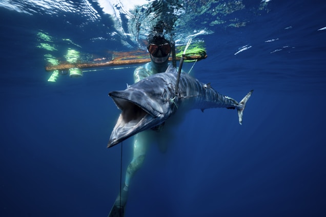 A diver underwater holding a large speared fish. The diver is wearing a wetsuit, mask, and snorkel. The water is clear and deep blue, and there is a fishing spear visible. Some light is reflecting off the water surface.