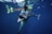 A diver underwater holding a large speared fish. The diver is wearing a wetsuit, mask, and snorkel. The water is clear and deep blue, and there is a fishing spear visible. Some light is reflecting off the water surface.