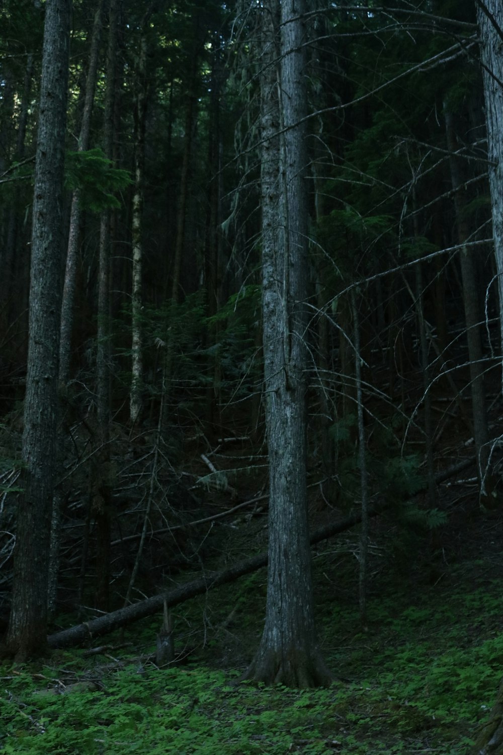 a forest filled with lots of tall trees