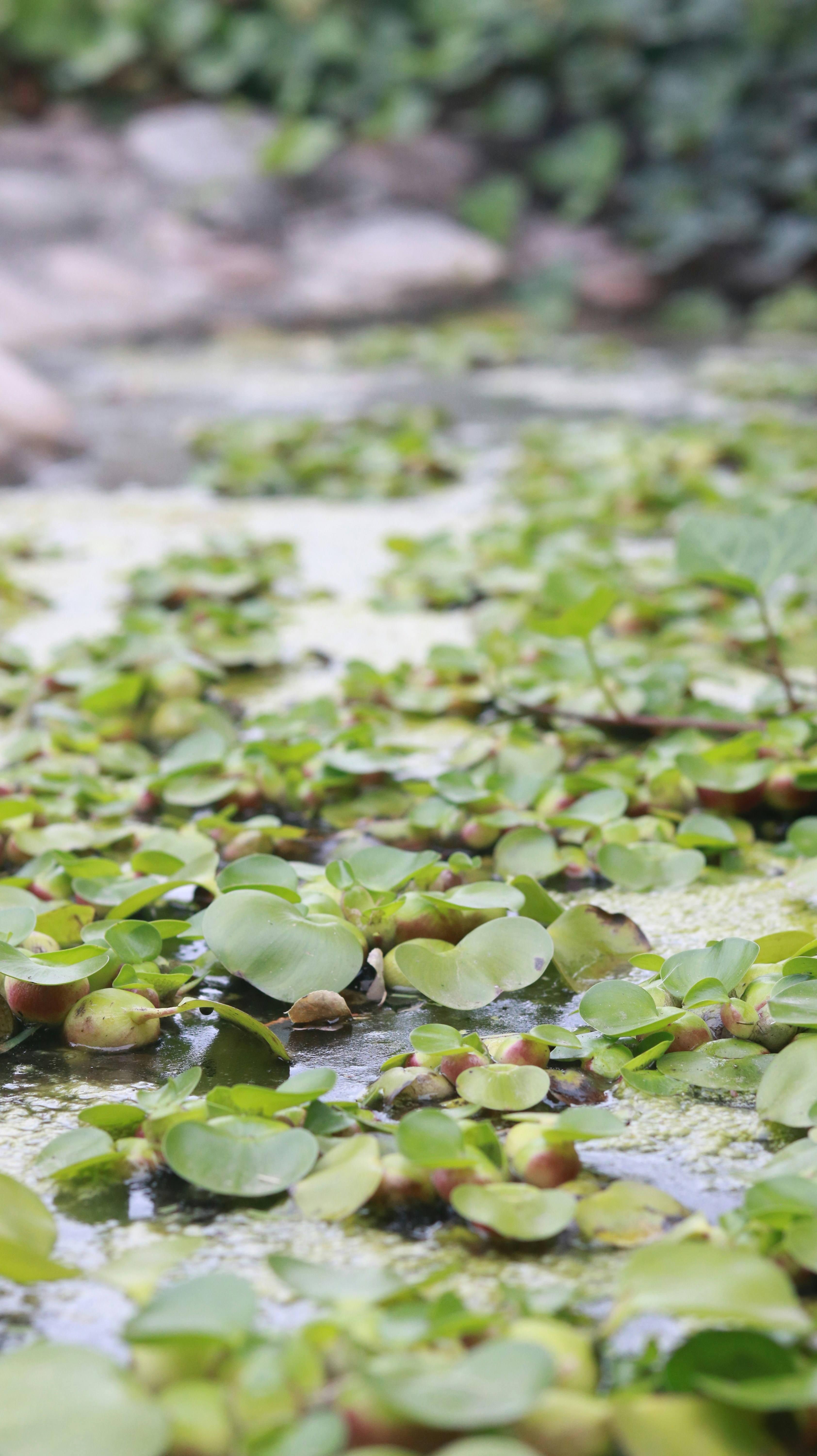 Photo by heberdavisphotography