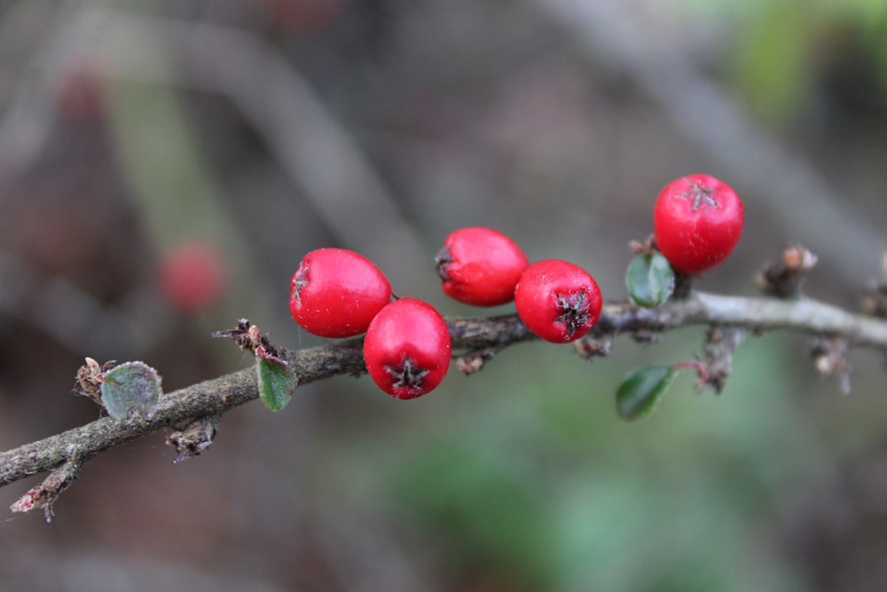 a close up of a branch with berries on it