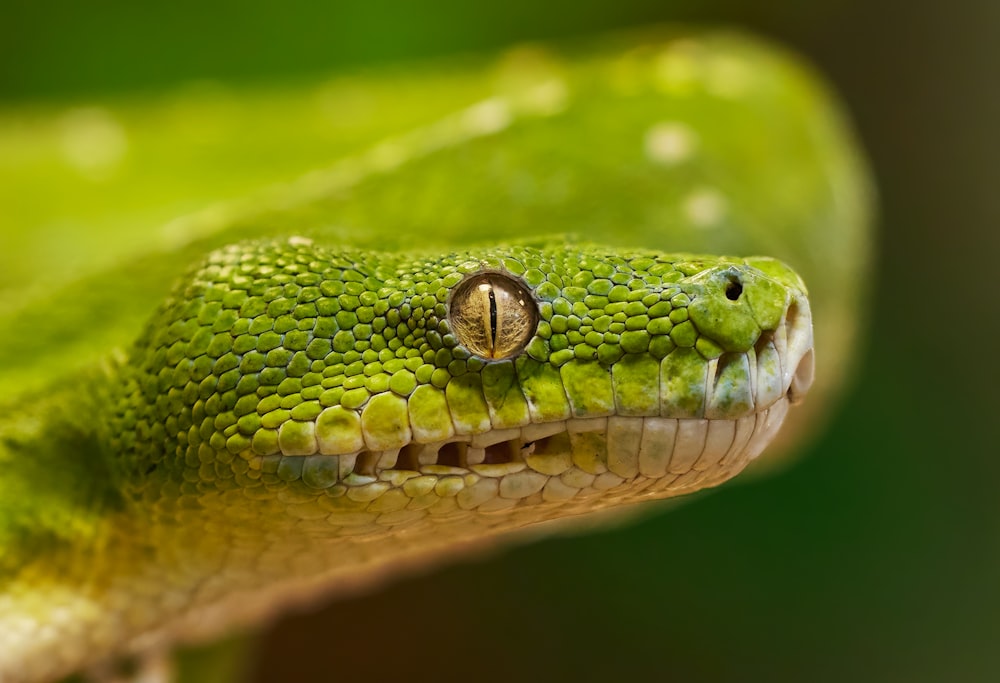 a close up of a green snake's head