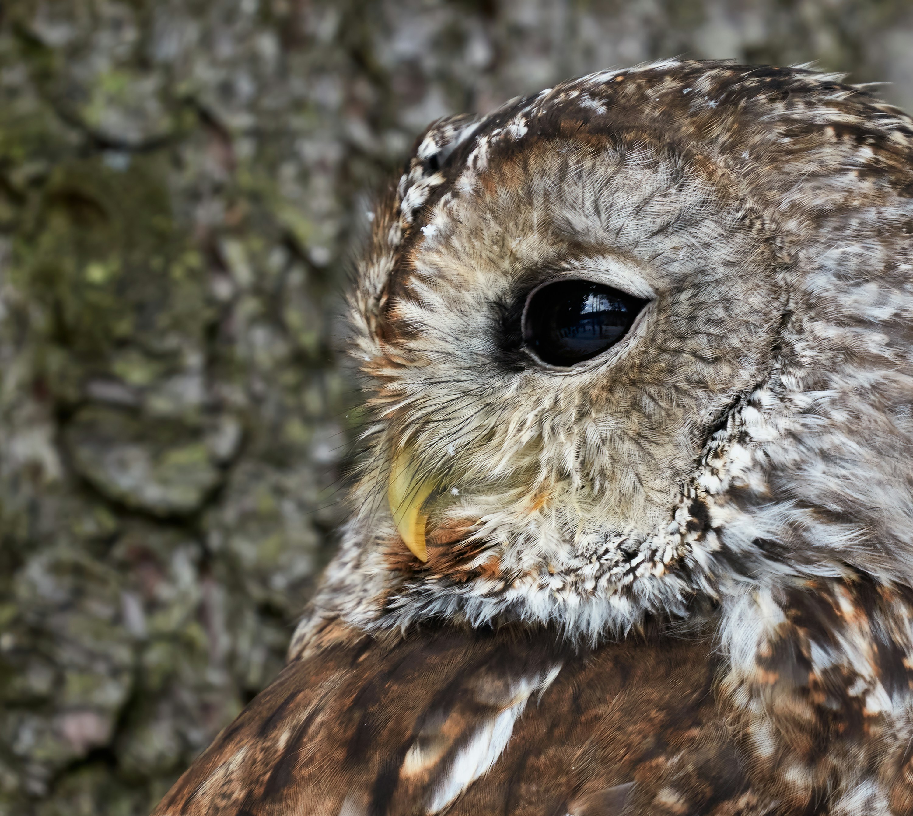 a close up of an owl with a tree in the background