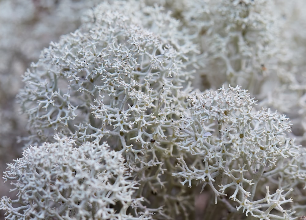 a close up of a plant with white flowers