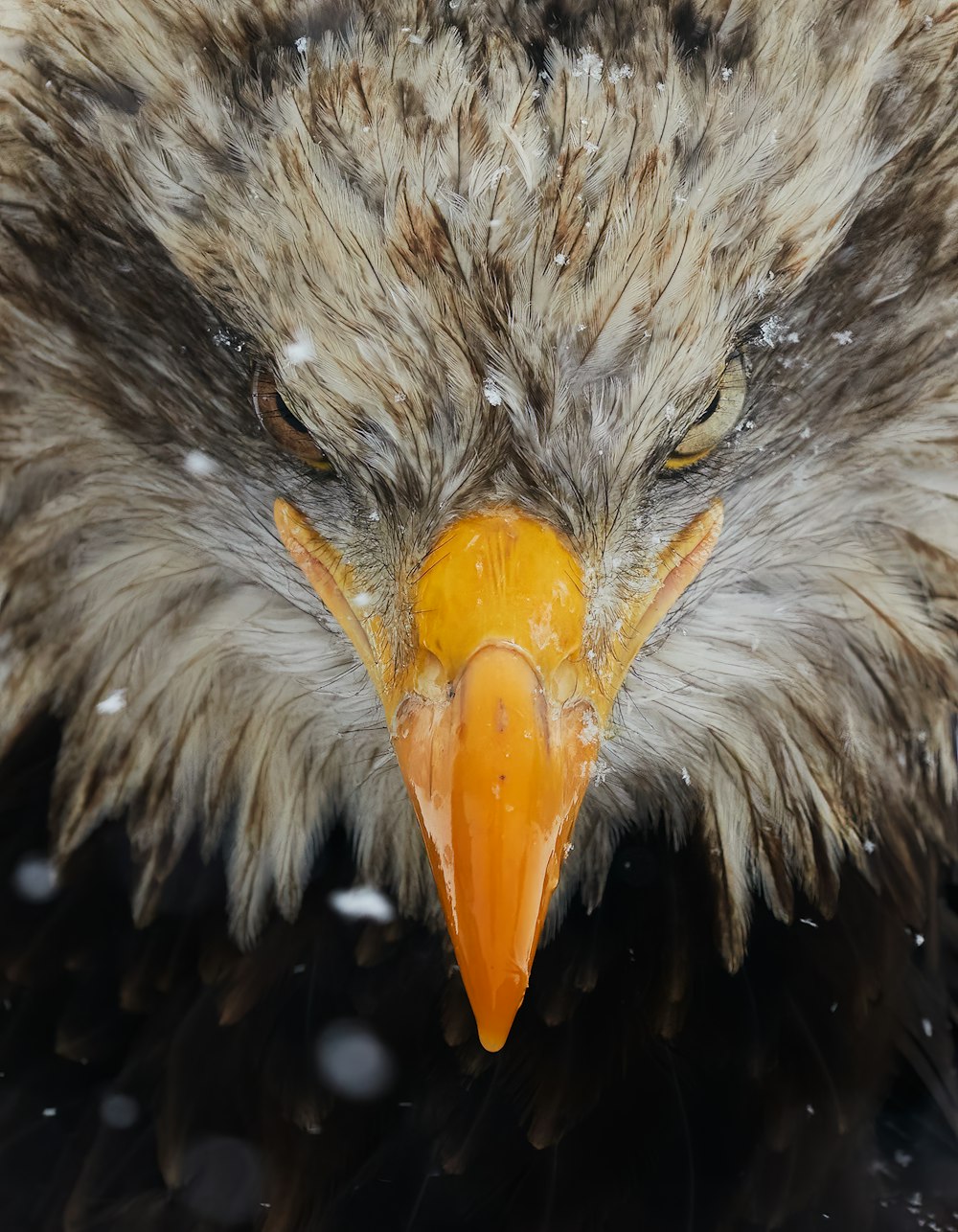 a close up of a bird of prey in the snow