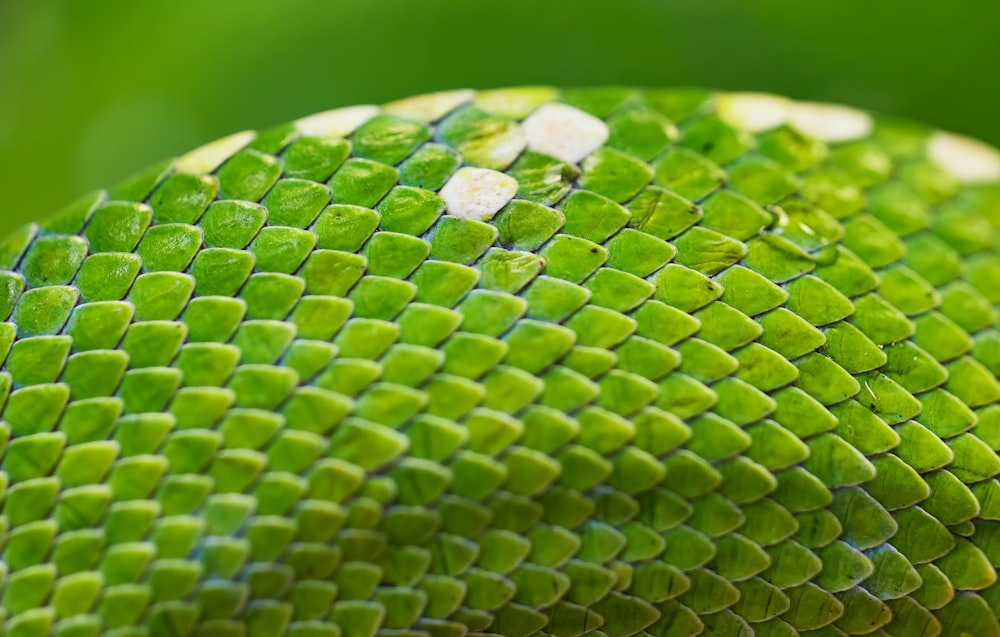 a close up of a green snake skin
