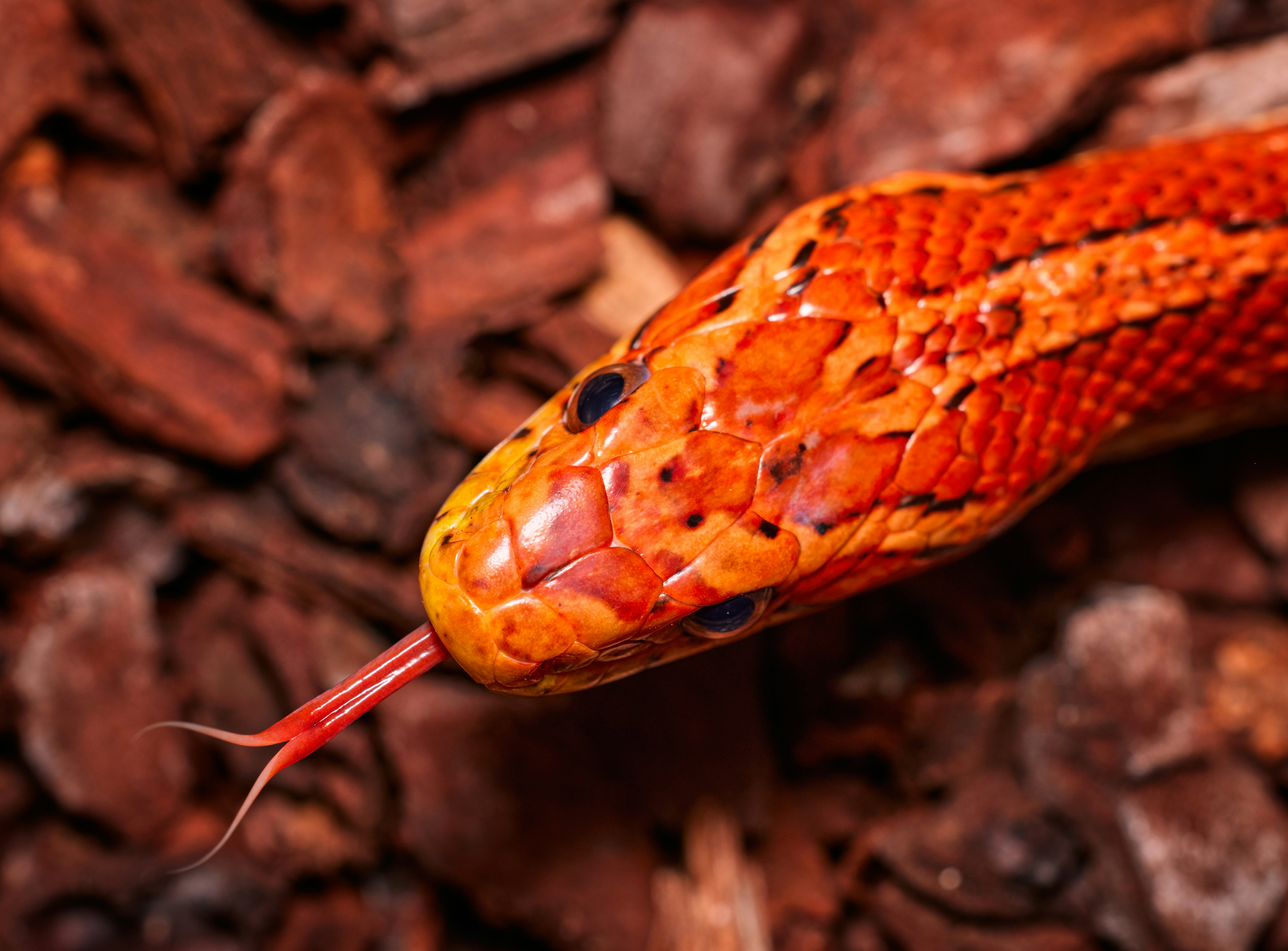 a close up of a snake on the ground