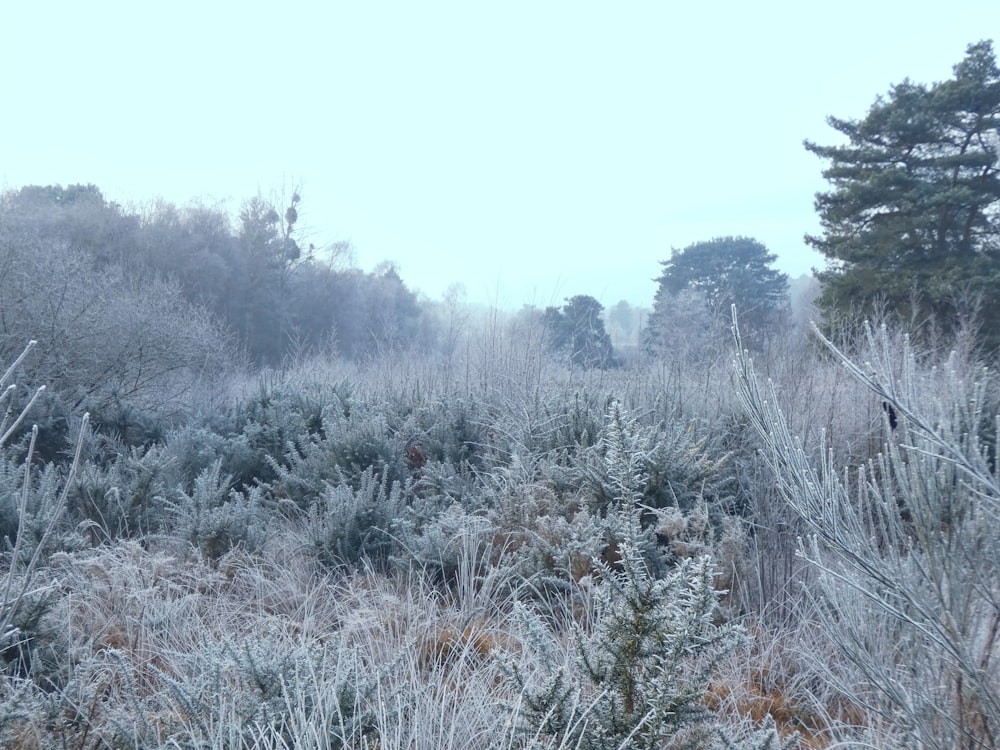 a field covered in frost next to a forest