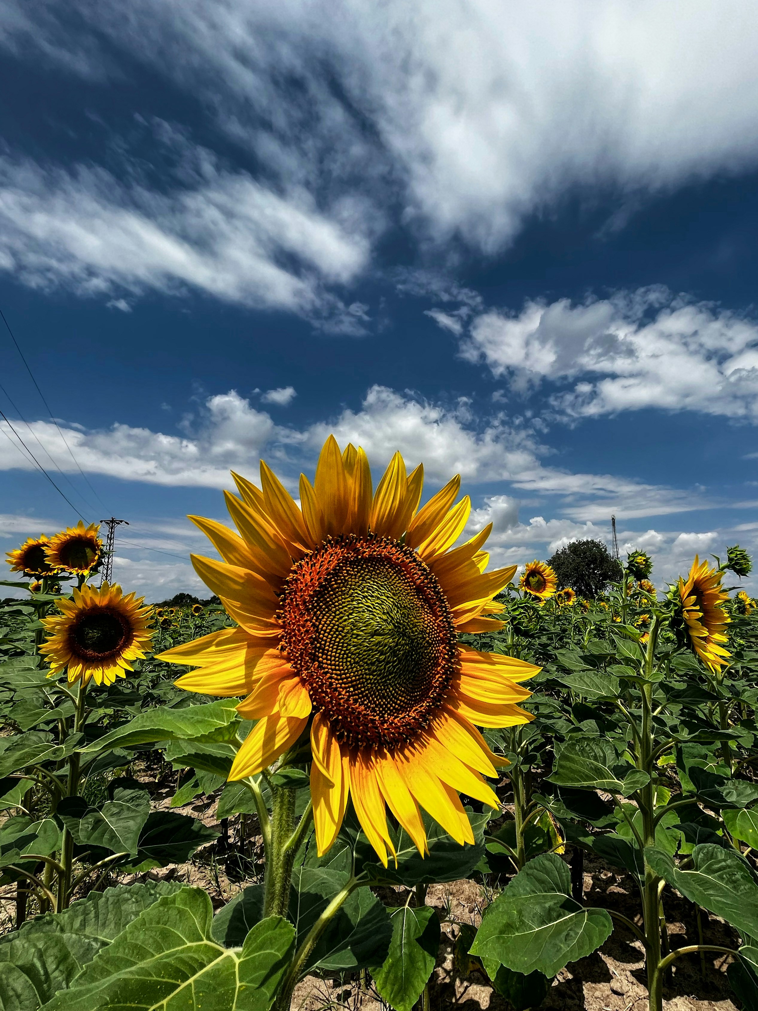 a field of sunflowers under a cloudy blue sky