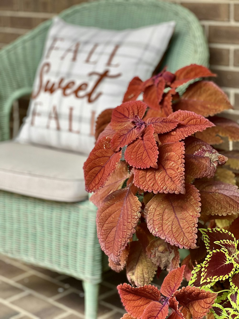 a chair with a pillow on top of it next to a plant