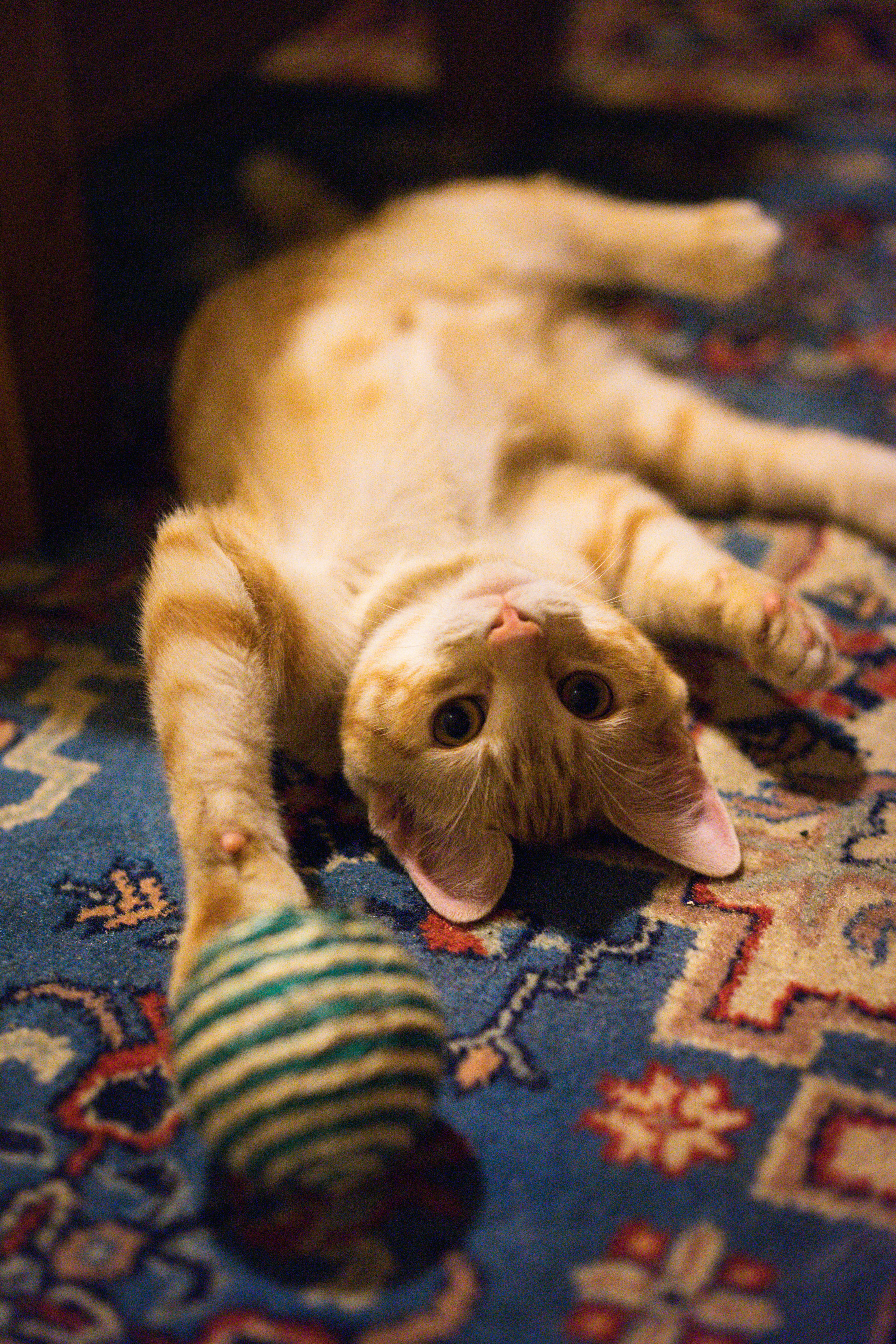 6. Sock Fish Filled with Catnip (image credits: unsplash)