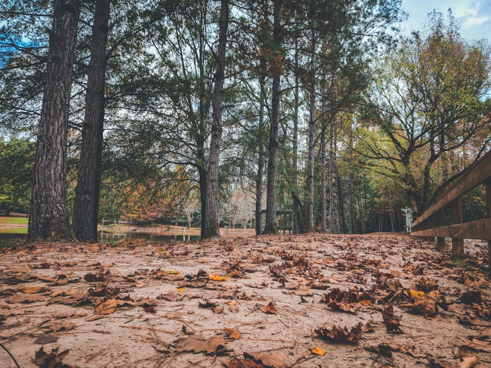 a lot of leaves that are on the ground