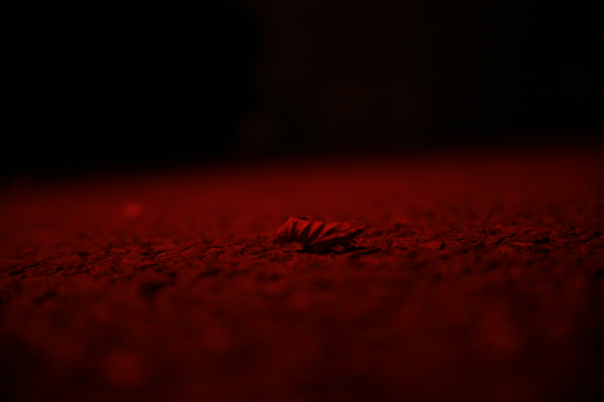 a bug crawling on the ground in the dark