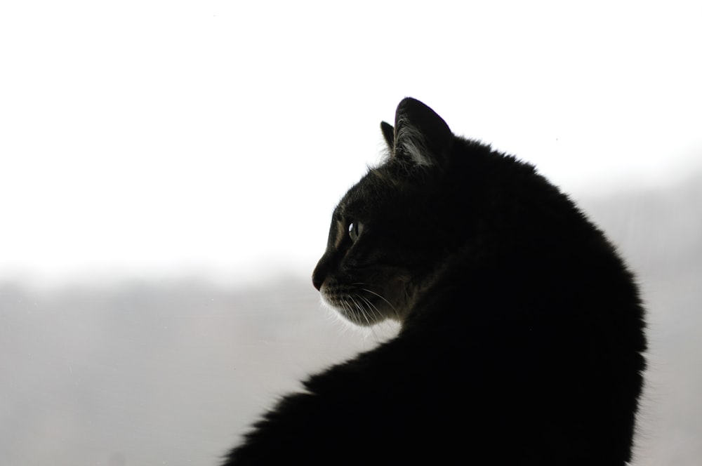 a black cat sitting in front of a window