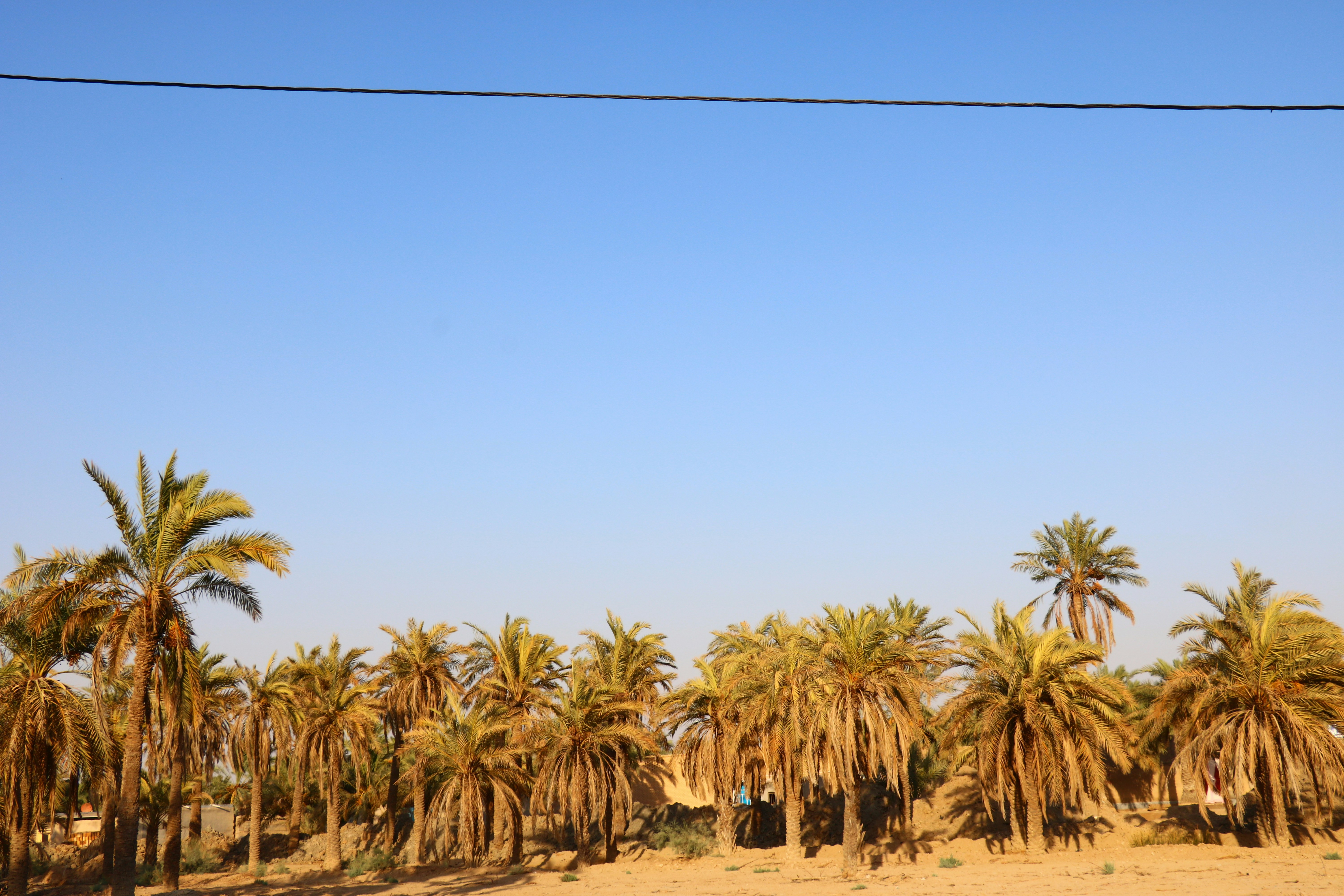 a line of palm trees in a desert