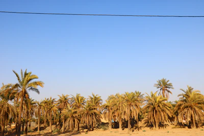 a line of palm trees in a desert