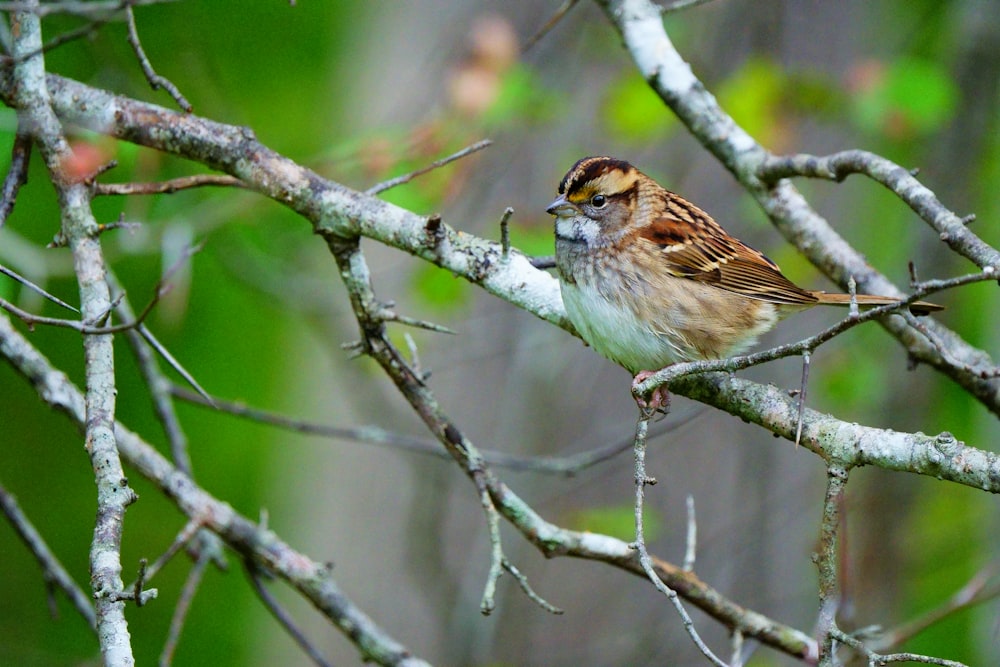 a small bird perched on a tree branch