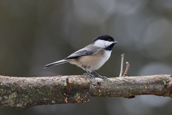 a small bird perched on a tree branch