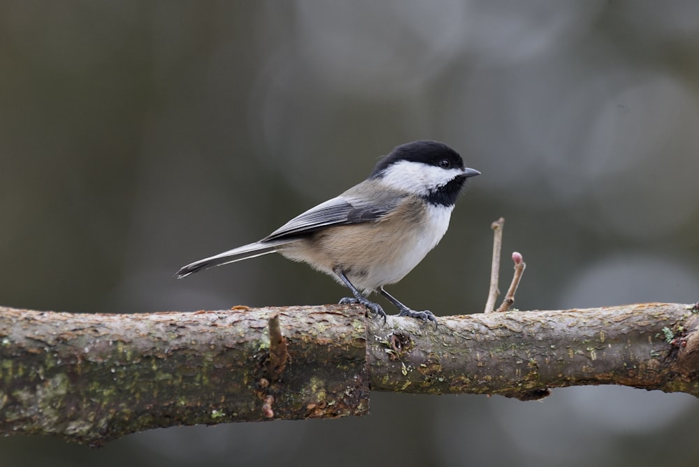 a small bird perched on a tree branch