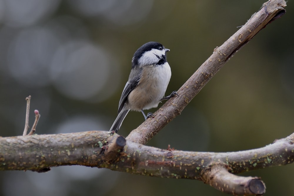 a small bird perched on a tree branch