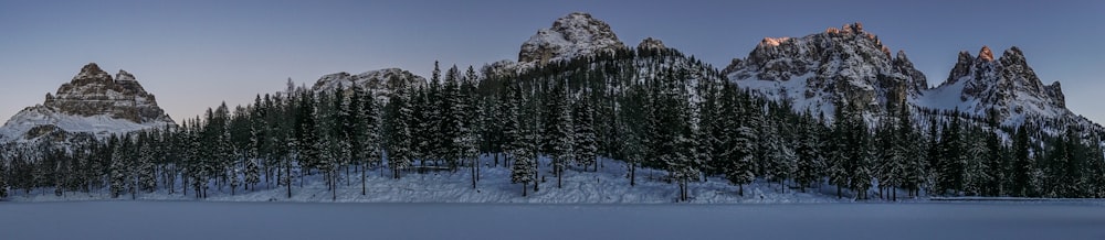 uma cordilheira coberta de neve ao lado de uma floresta