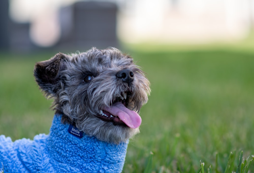 a dog laying in the grass wearing a blue towel