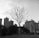 A leafless tree stands prominently in the foreground with a backdrop of tall residential buildings. The scene appears to be in an urban park area, with a mix of natural and man-made elements. The tree's branches are bare, suggesting a winter season or a stark contrast against the urban landscape.