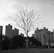 A leafless tree stands prominently in the foreground with a backdrop of tall residential buildings. The scene appears to be in an urban park area, with a mix of natural and man-made elements. The tree's branches are bare, suggesting a winter season or a stark contrast against the urban landscape.
