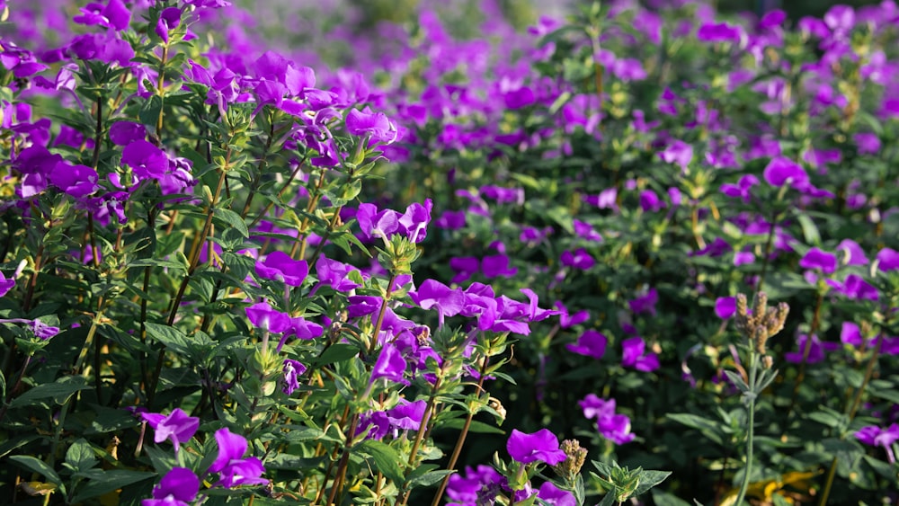 a field of purple flowers with green leaves