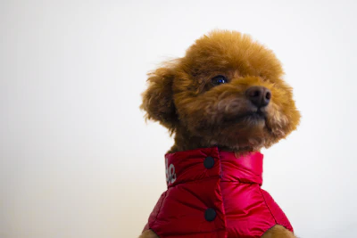 A happy puppy wearing a vibrant, handmade jacket playing with colorful toys.
