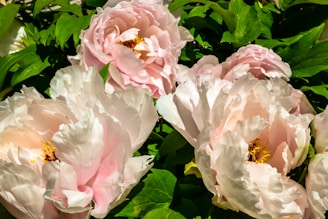 Multiple large pink and white peonies are in full bloom, surrounded by lush green leaves. The flowers have delicate, ruffled petals and vibrant yellow centers.