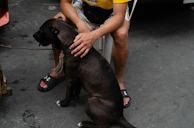 A caring pet sitter handing a leash to a happy dog before a vet visit in Mission Hills.