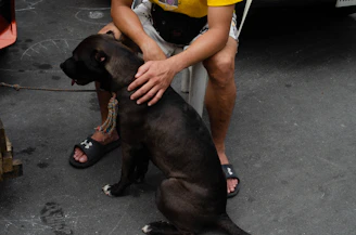 A caring pet sitter handing a leash to a happy dog before a vet visit in Mission Hills.