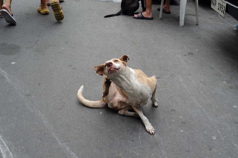 a brown and white dog sitting on the ground