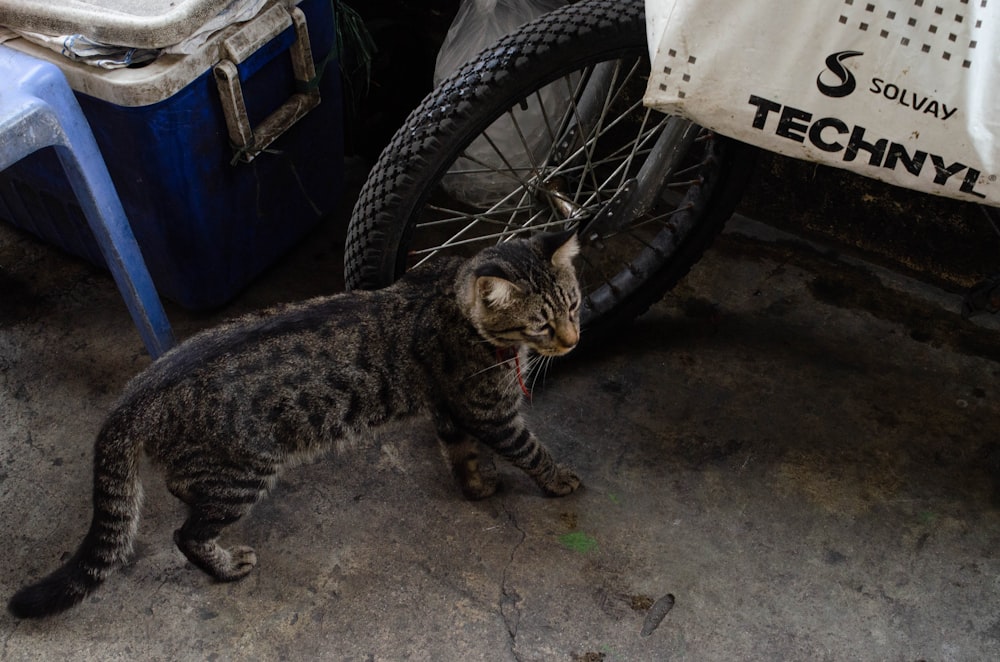 a cat standing next to a bicycle tire