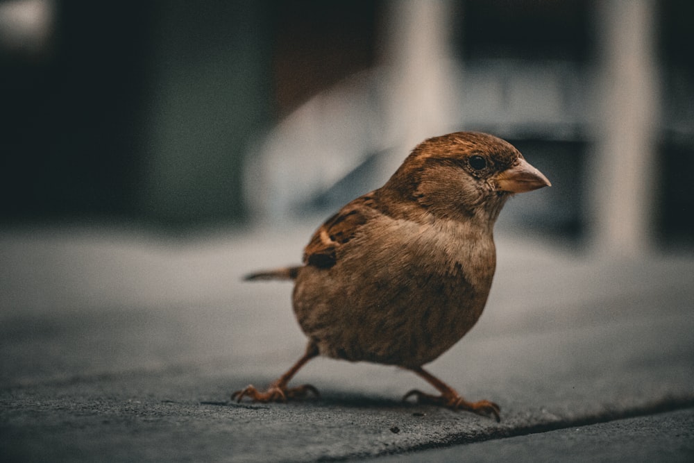 a small brown bird standing on top of a sidewalk