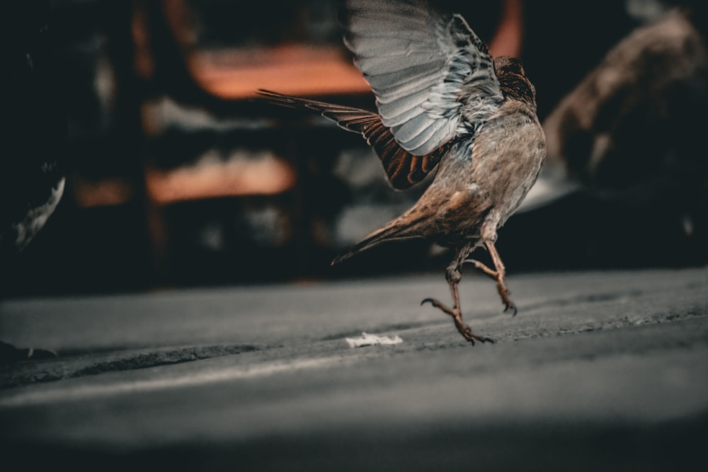 a small bird with its wings spread out on the ground