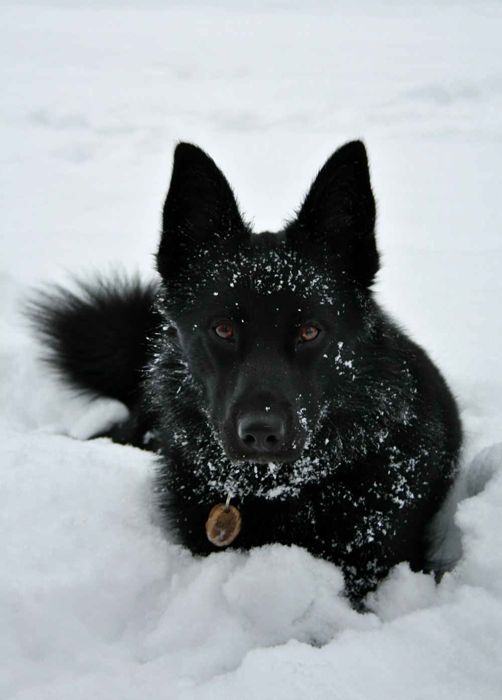 um cão preto está deitado na neve