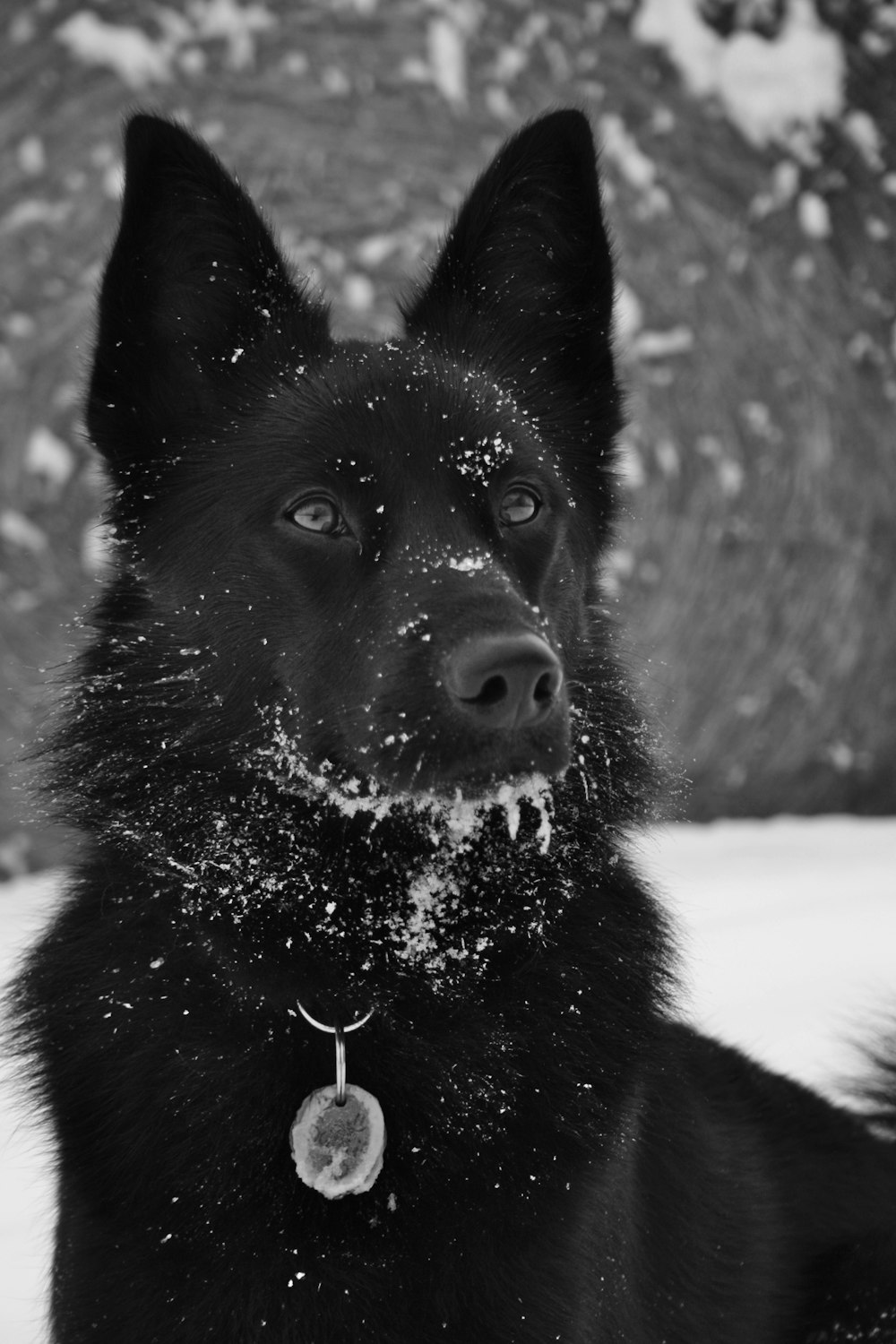 a black dog is sitting in the snow