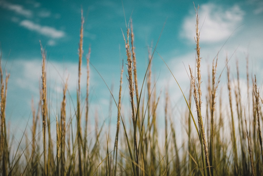 a field of tall grass with a blue sky in the background