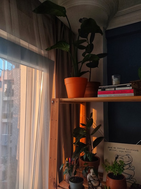 A cozy room corner featuring a wooden shelf with various potted plants, books, and a candle. Sunlight softly filters through sheer curtains, casting warm light and shadows. A wall poster and a few stationery items add character to the space.