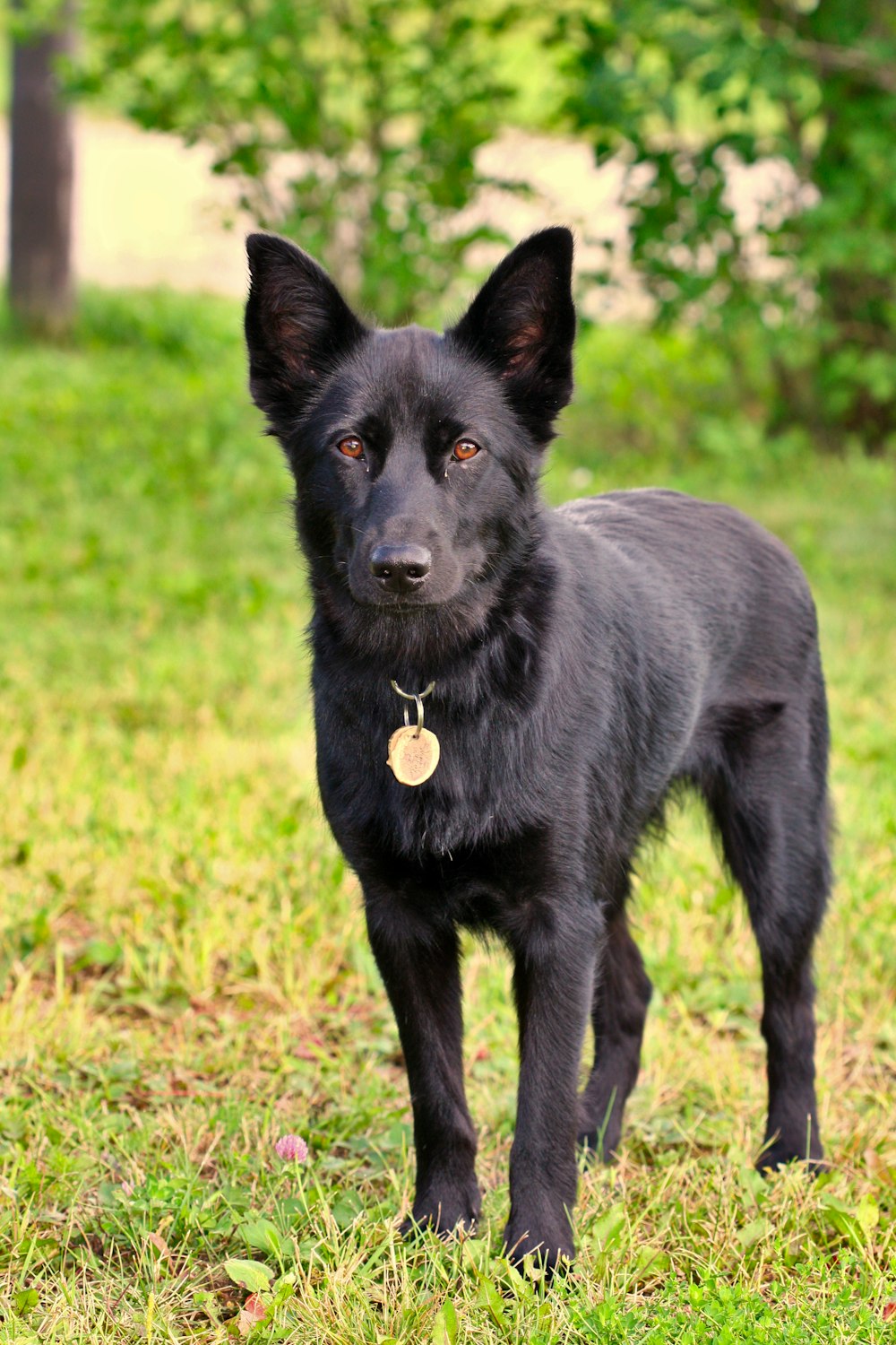 Un petit chien noir debout dans un champ herbeux