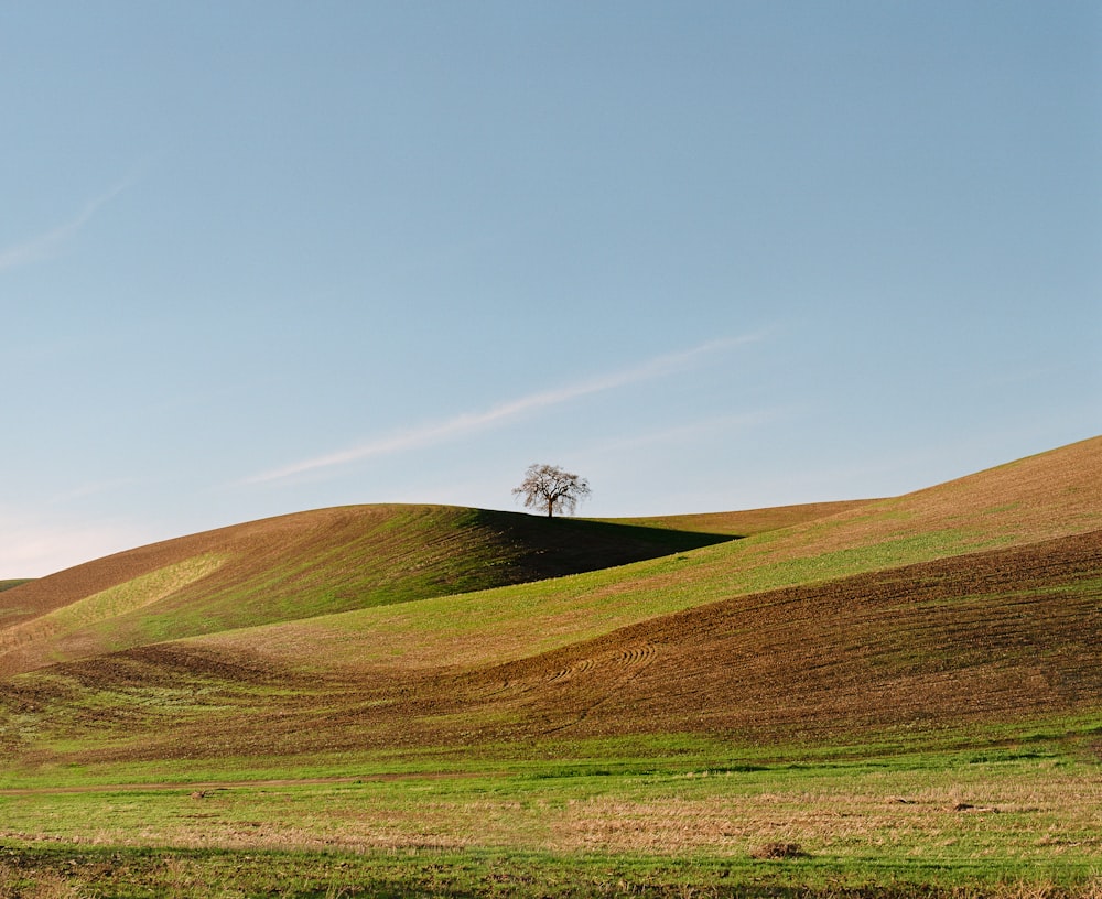 a lone tree in the middle of a grassy field