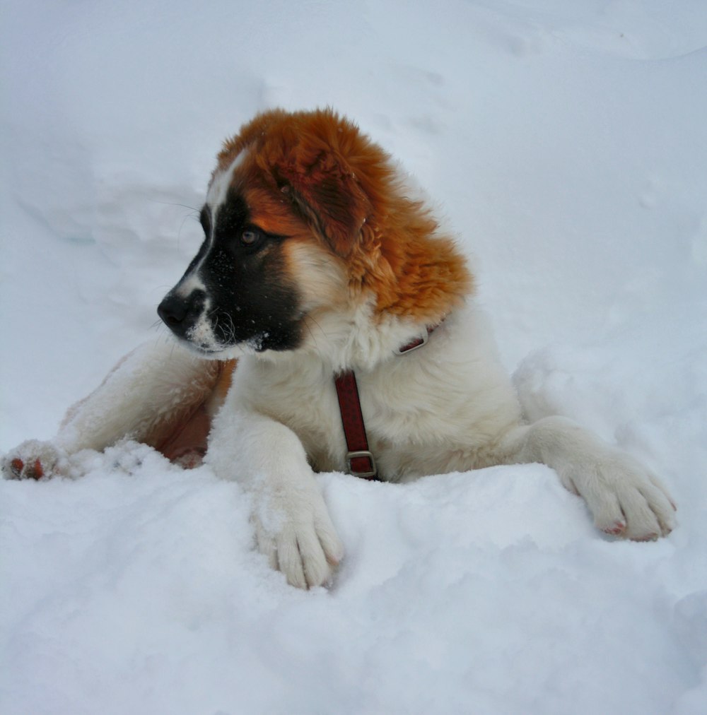 a brown and white dog laying in the snow