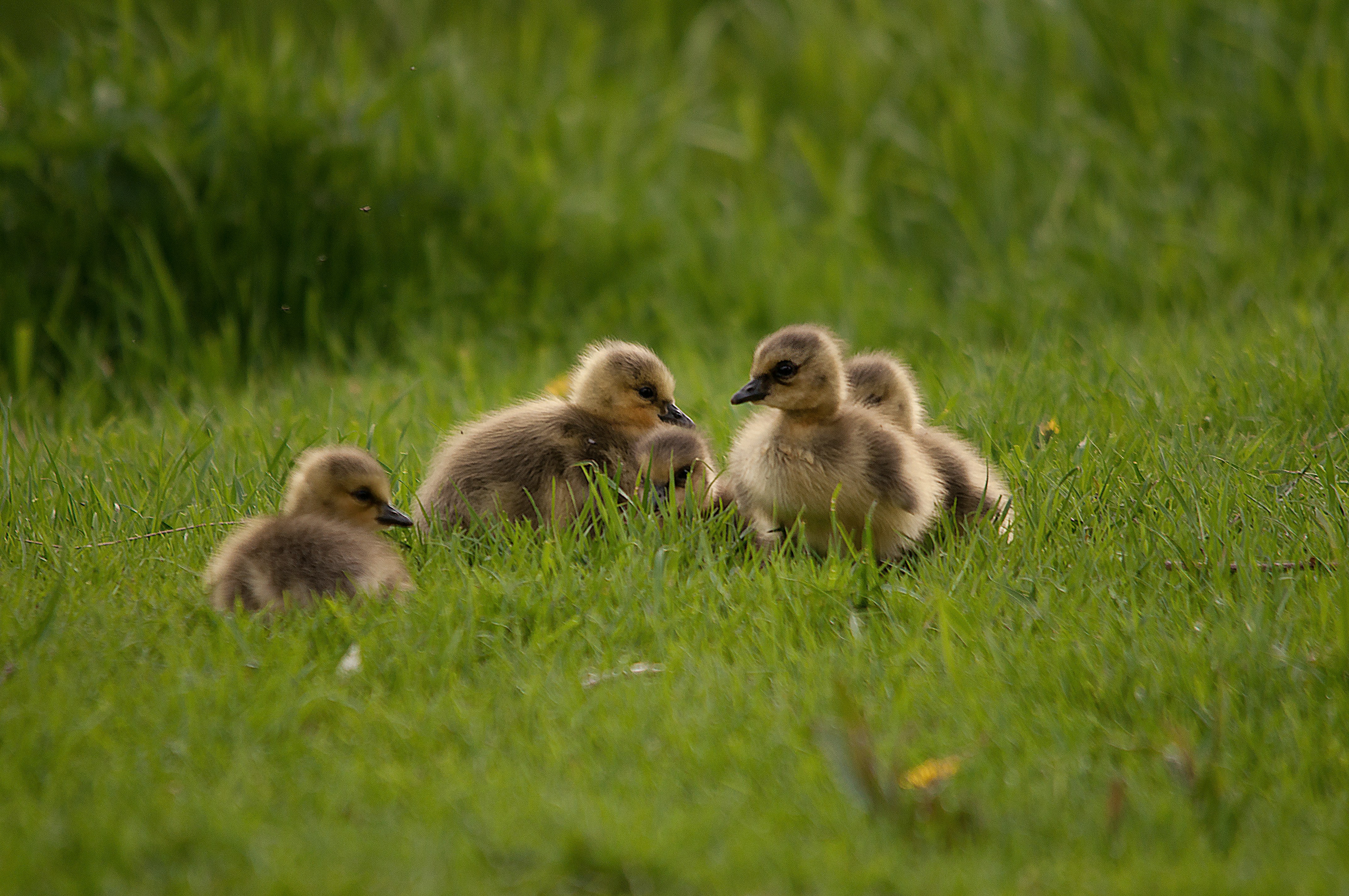 Photo by anna_b_meyer